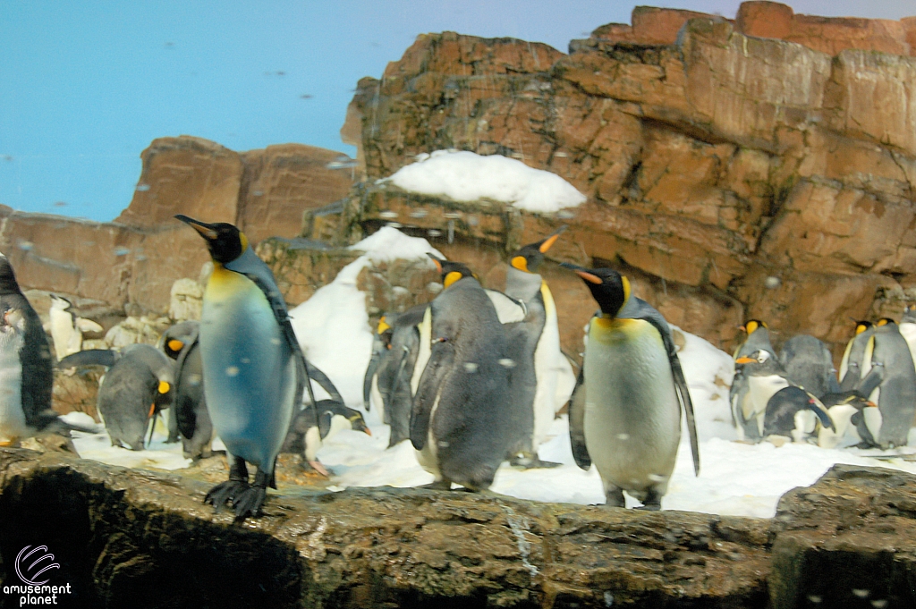 Penguin Encounter