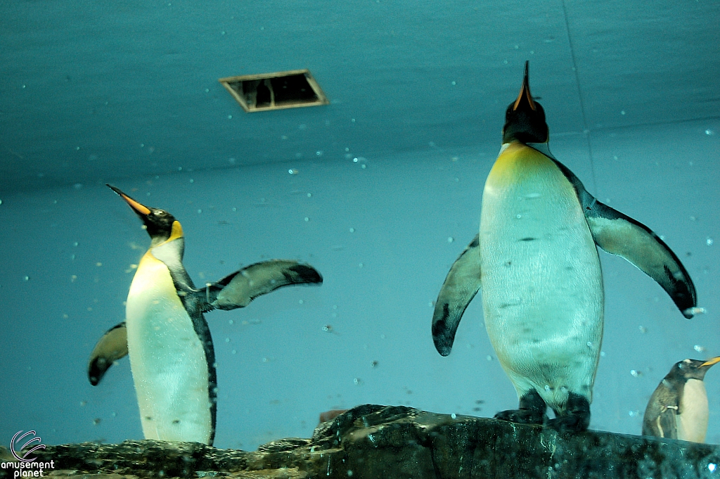 Penguin Encounter