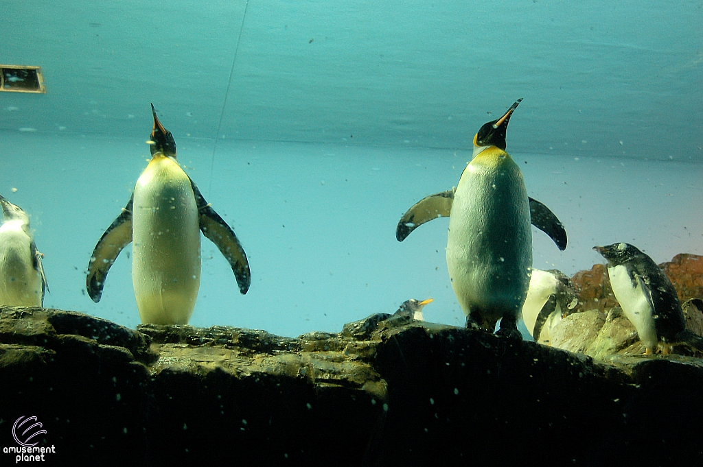 Penguin Encounter