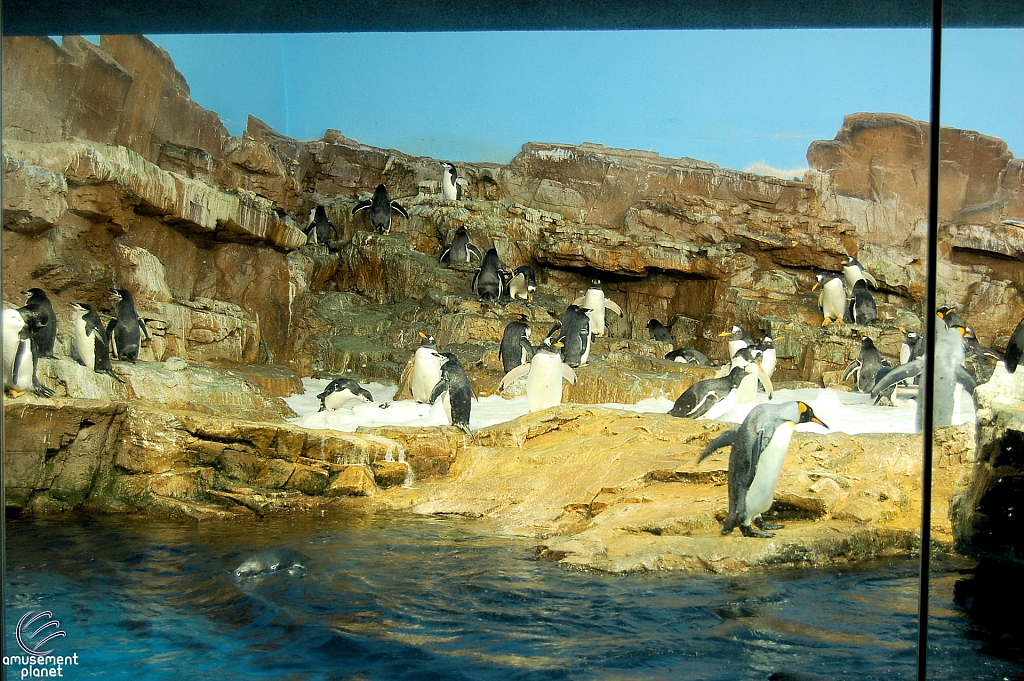 Penguin Encounter