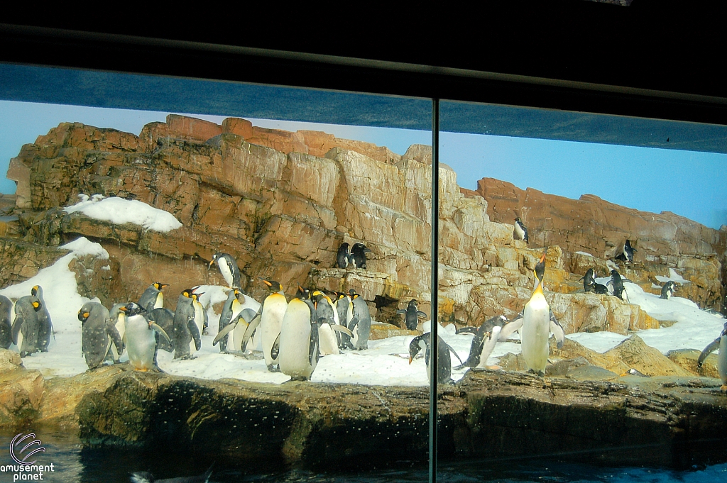 Penguin Encounter