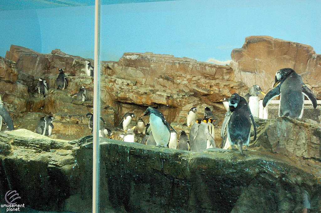 Penguin Encounter