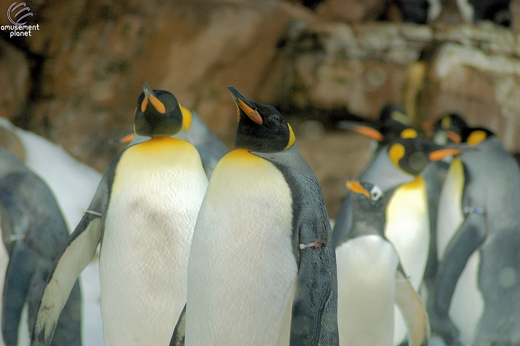 Penguin Encounter