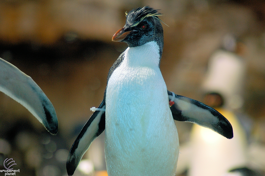 Penguin Encounter