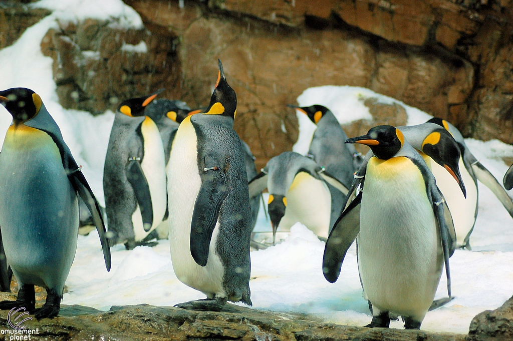 Penguin Encounter