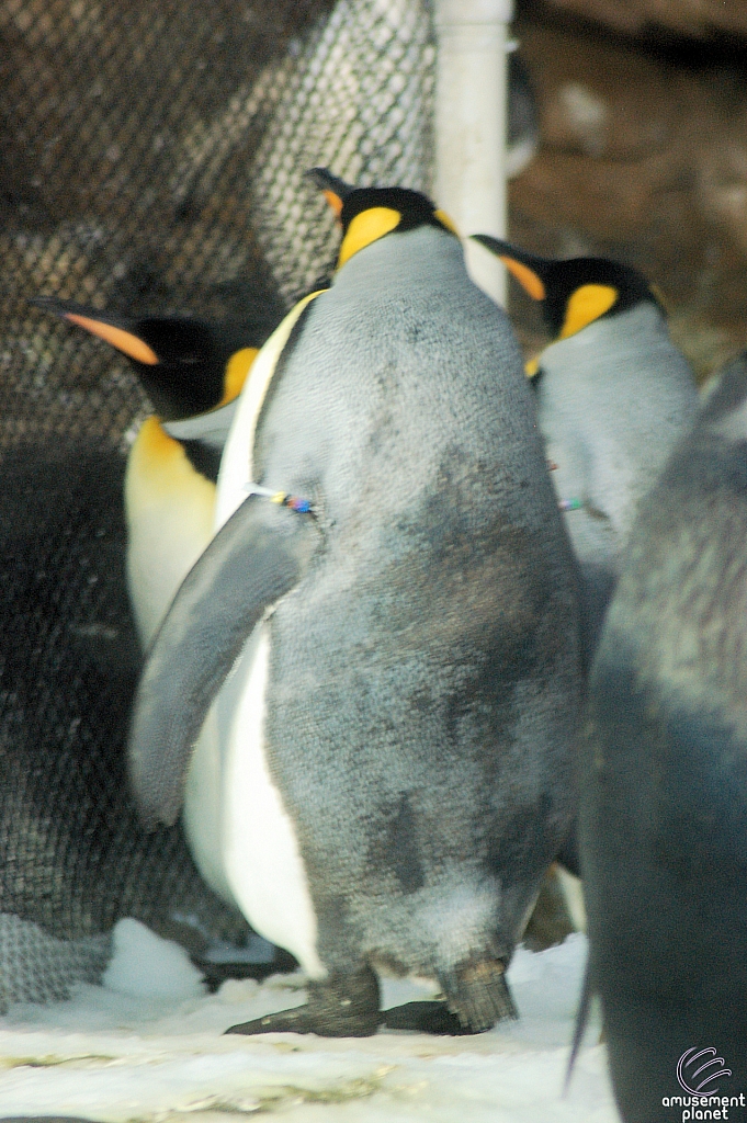 Penguin Encounter