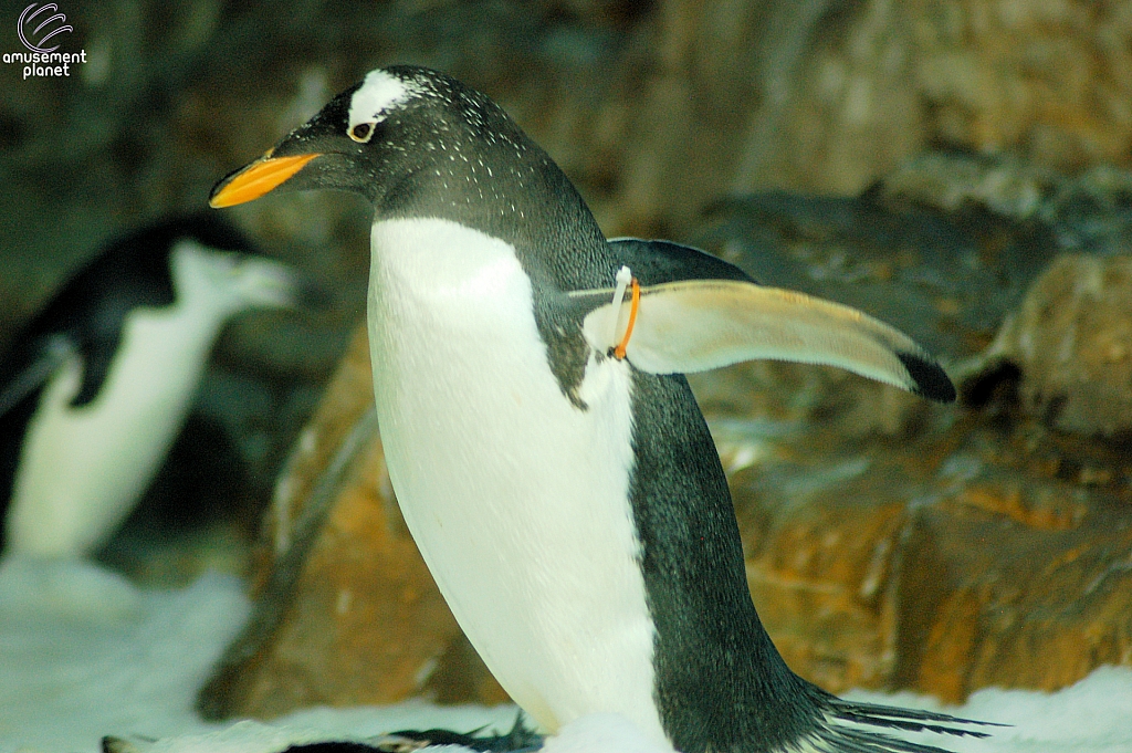 Penguin Encounter
