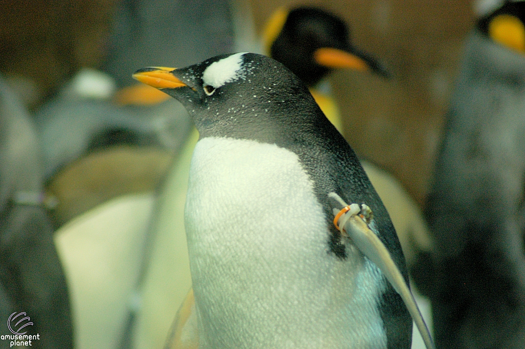 Penguin Encounter