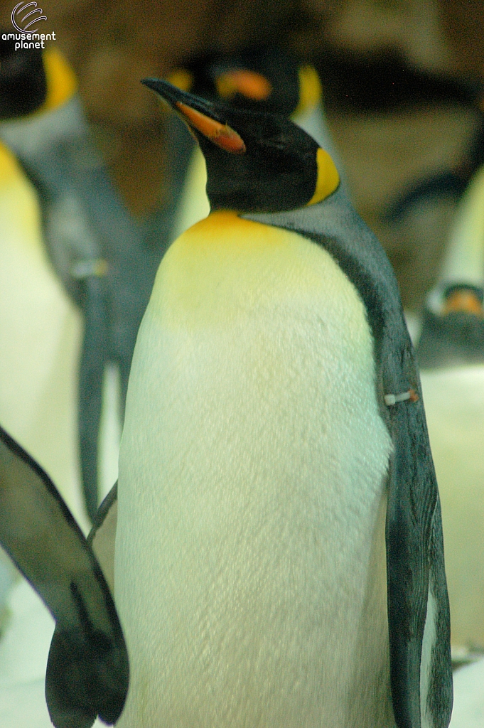 Penguin Encounter