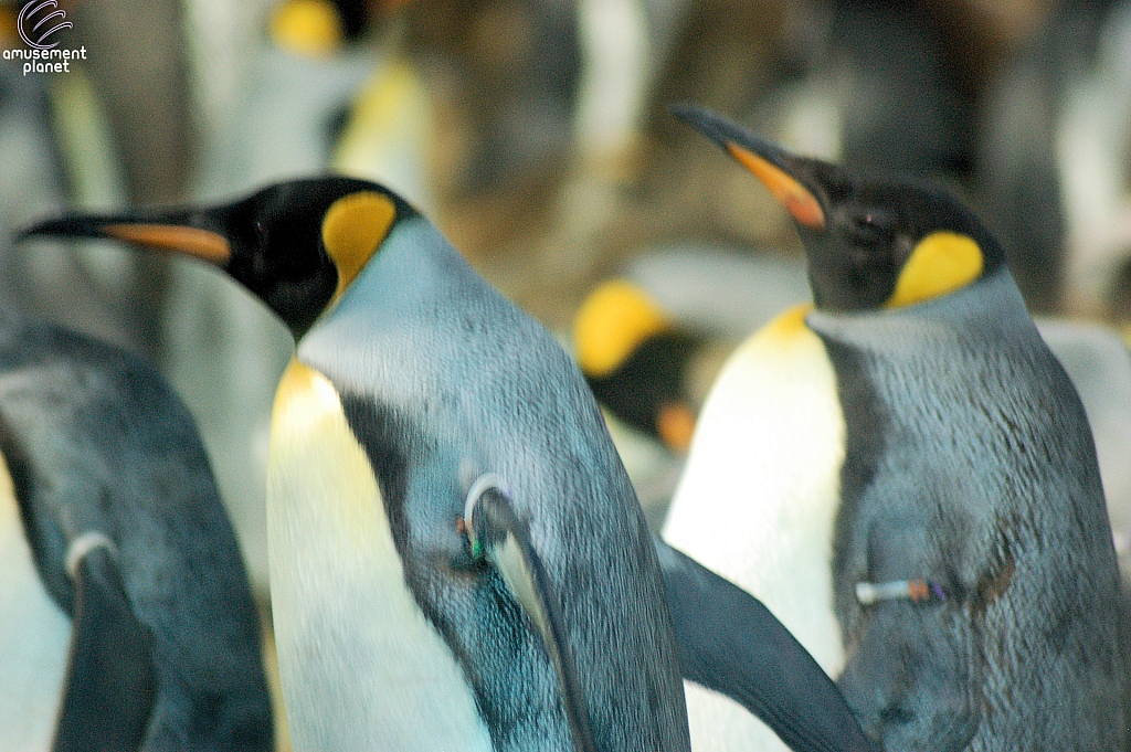 Penguin Encounter