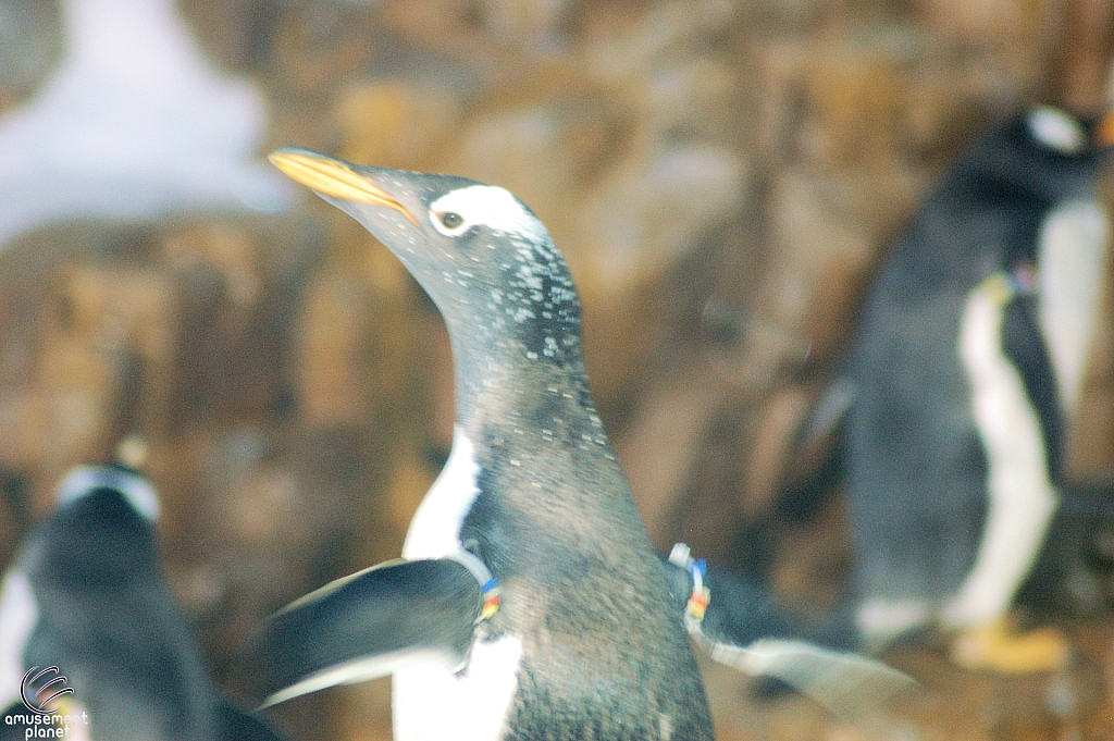 Penguin Encounter