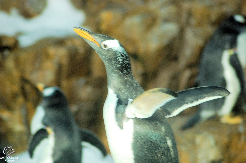 Penguin Encounter