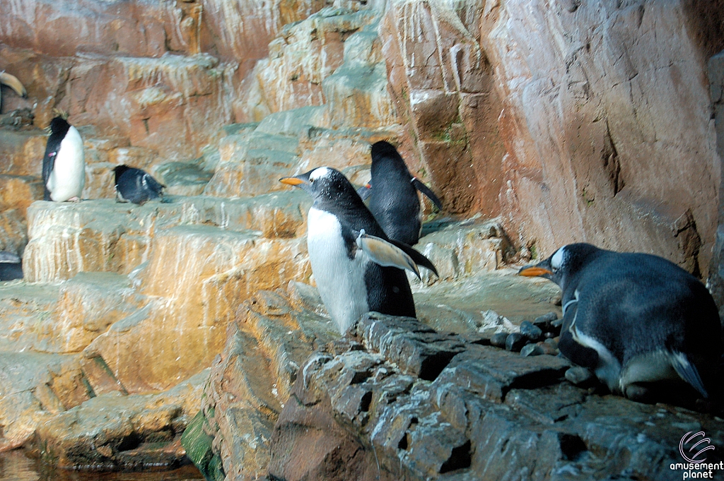 Penguin Encounter
