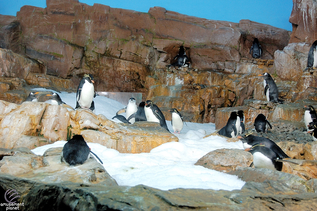 Penguin Encounter