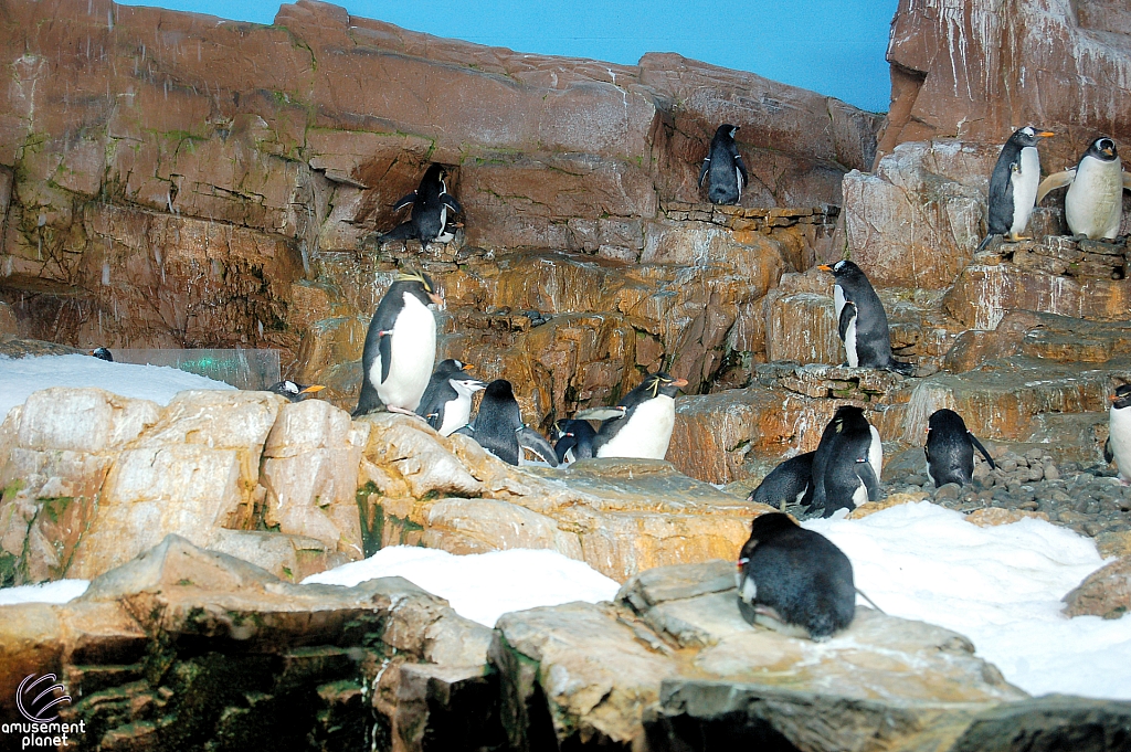 Penguin Encounter