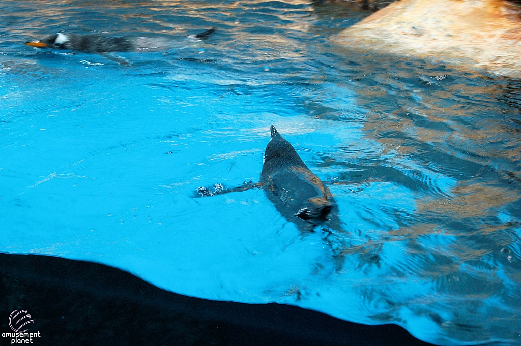 Penguin Encounter
