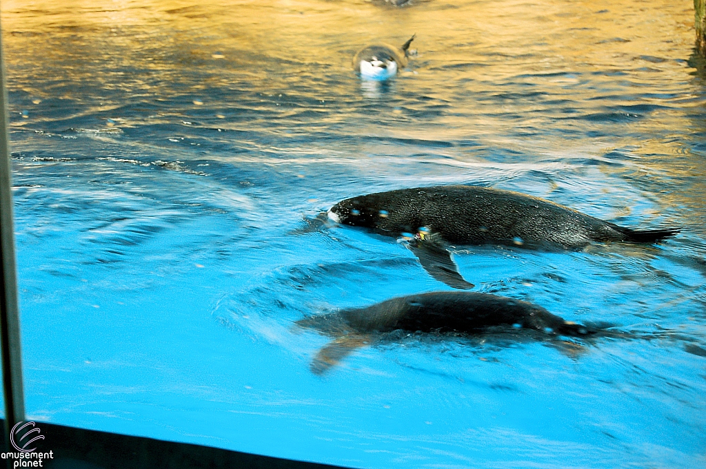 Penguin Encounter