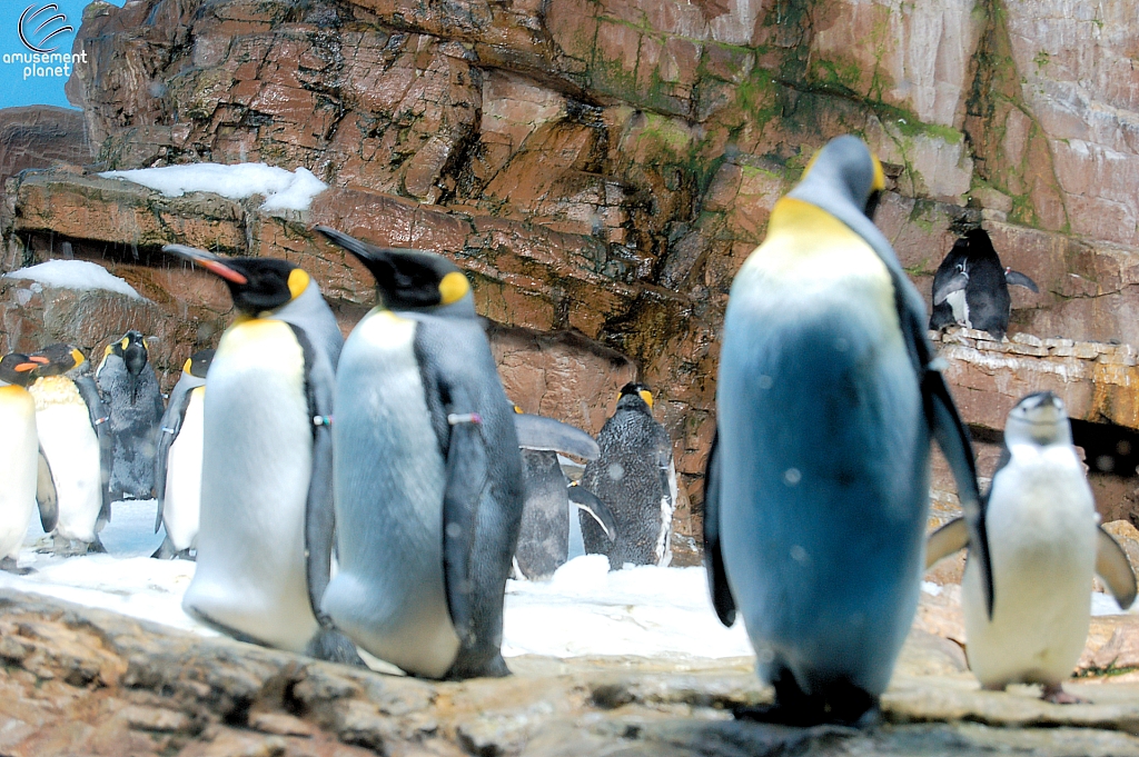Penguin Encounter