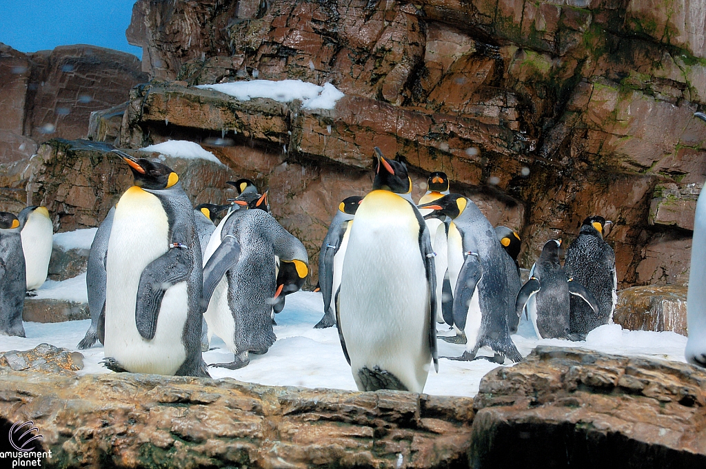 Penguin Encounter