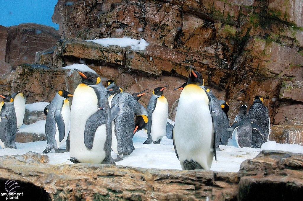 Penguin Encounter