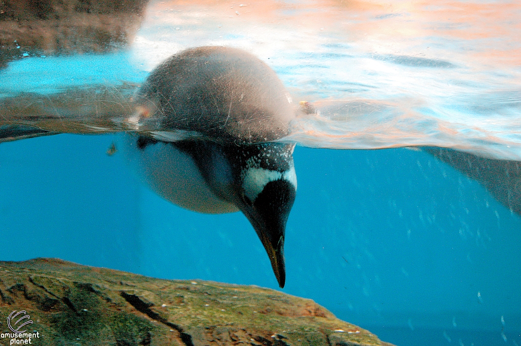 Penguin Encounter