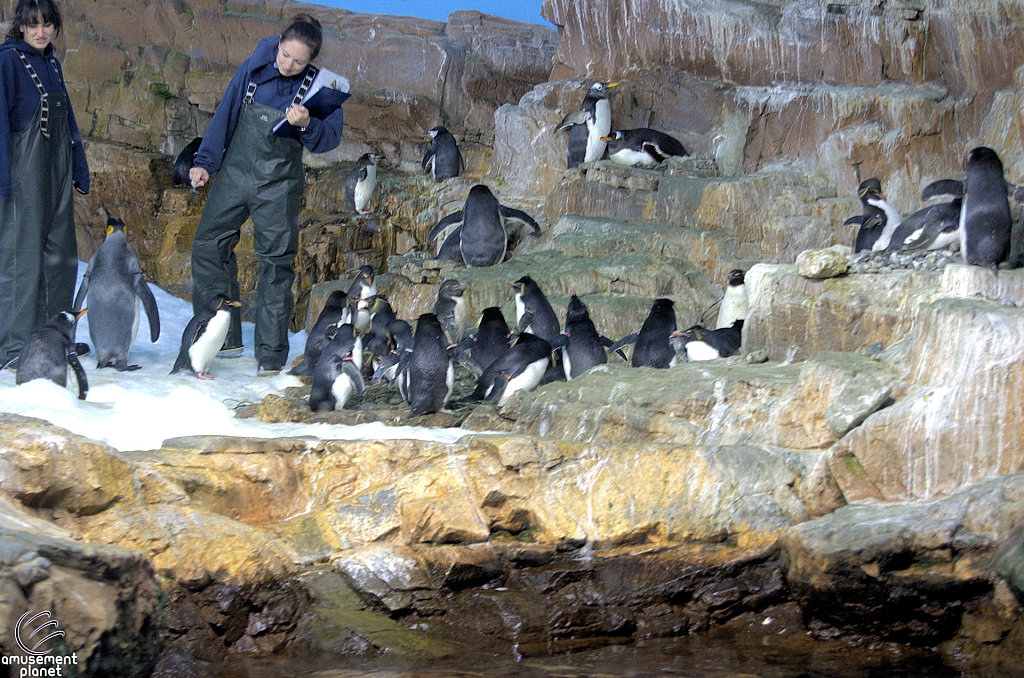 Penguin Encounter
