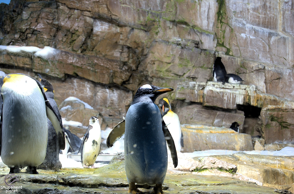 Penguin Encounter