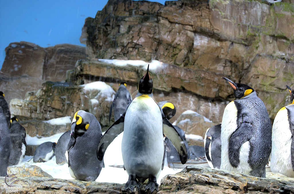 Penguin Encounter
