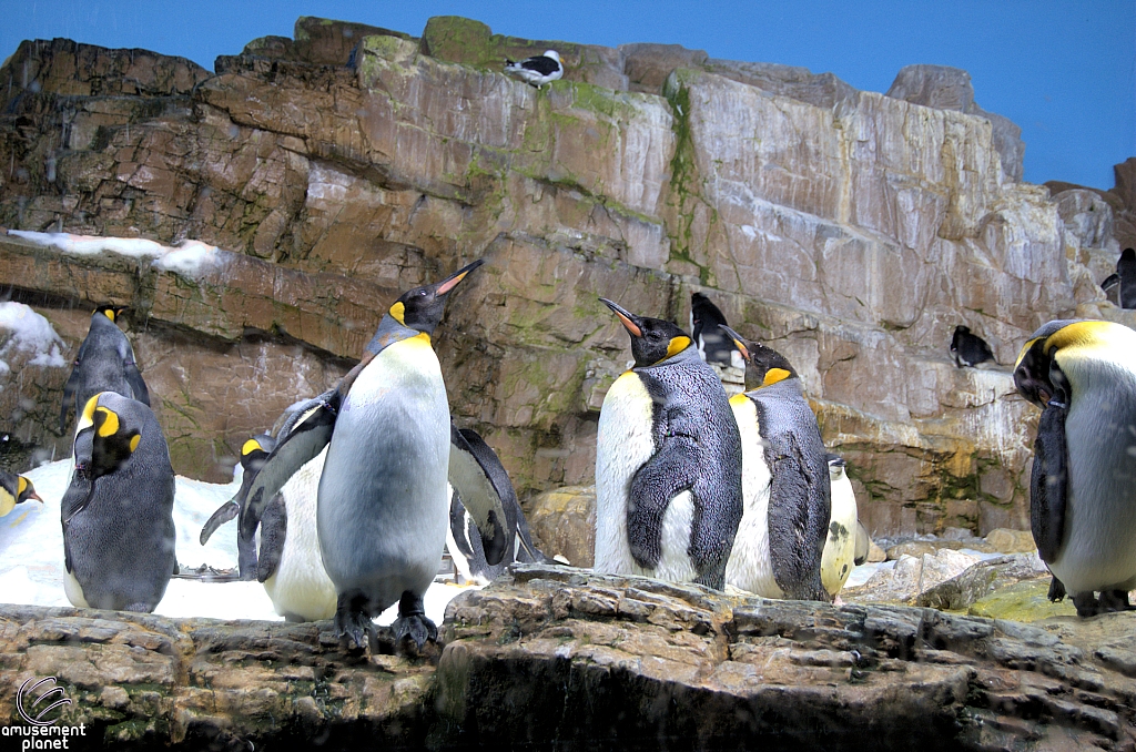Penguin Encounter