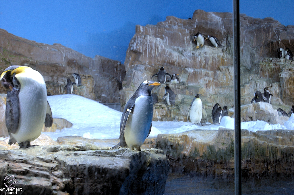 Penguin Encounter
