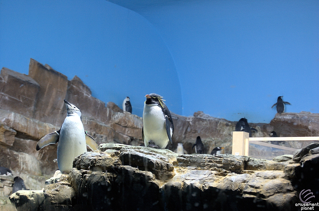 Penguin Encounter