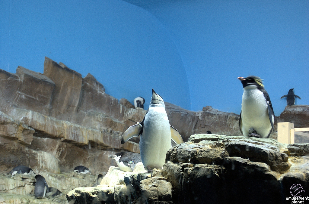 Penguin Encounter