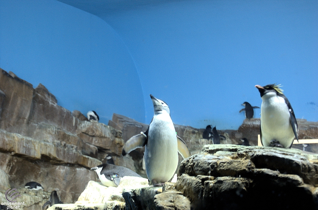 Penguin Encounter