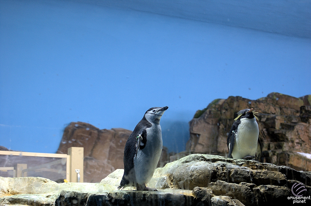 Penguin Encounter