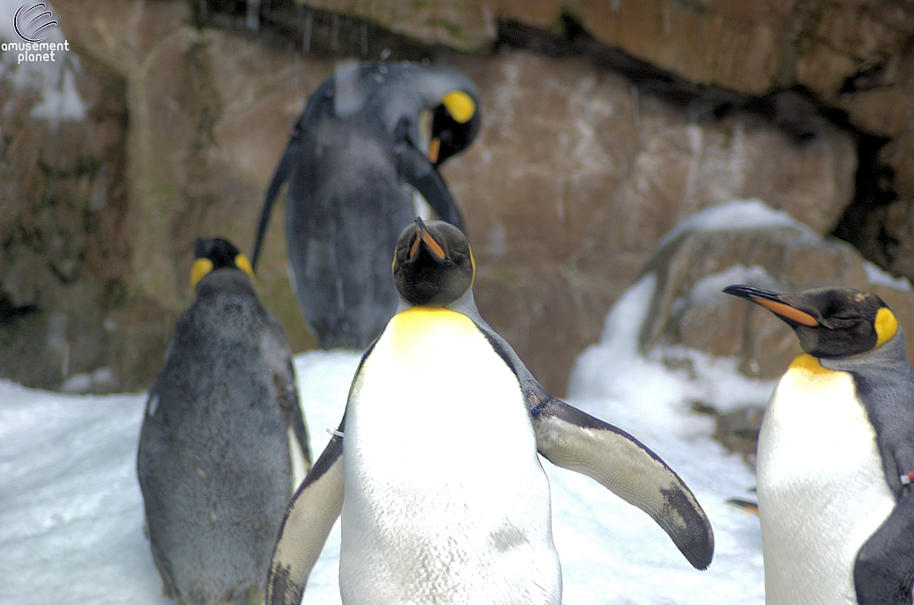 Penguin Encounter