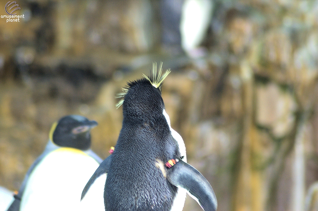 Penguin Encounter