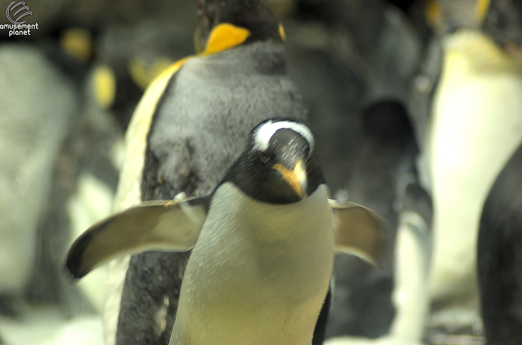 Penguin Encounter