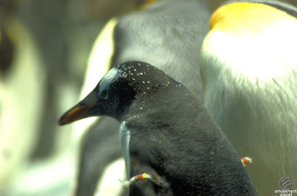 Penguin Encounter