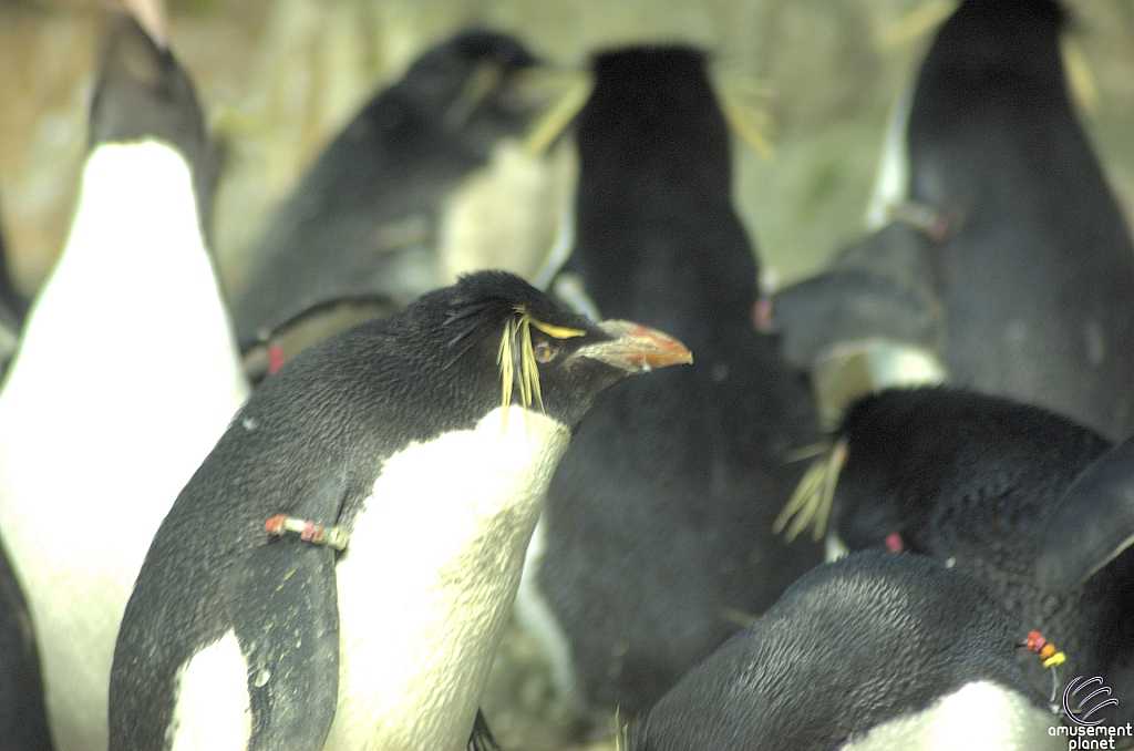 Penguin Encounter