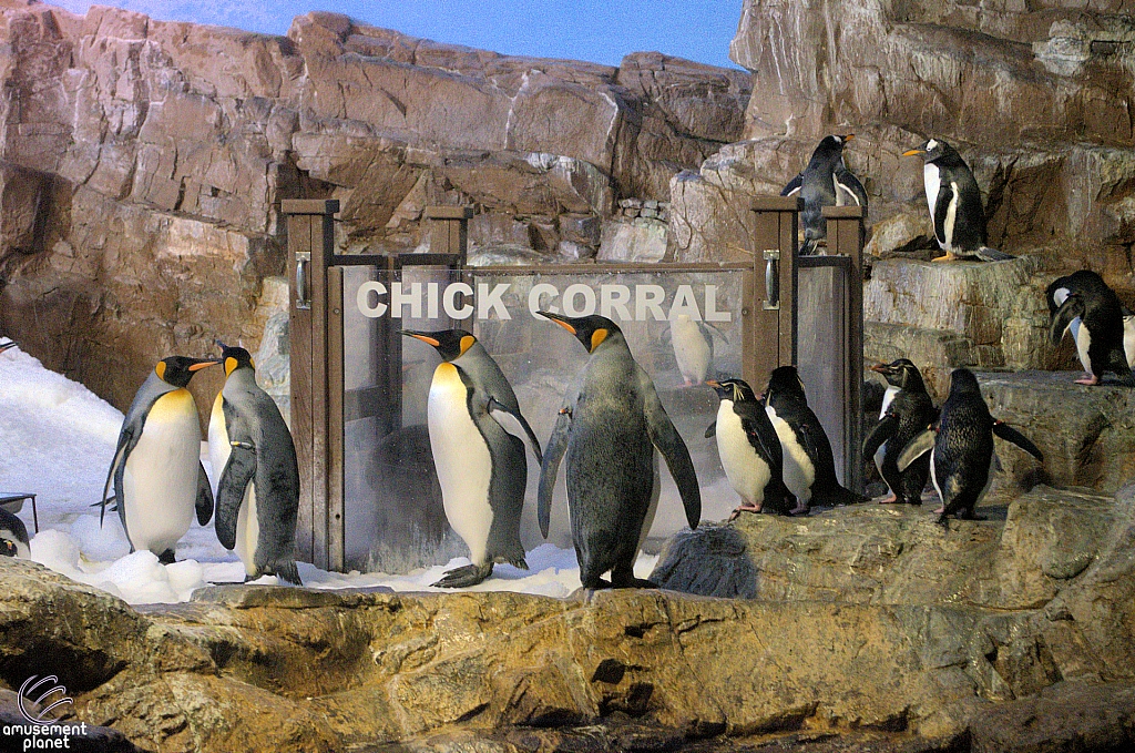Penguin Encounter