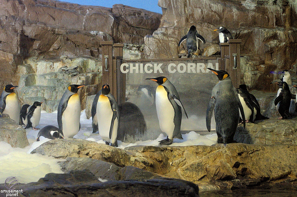 Penguin Encounter