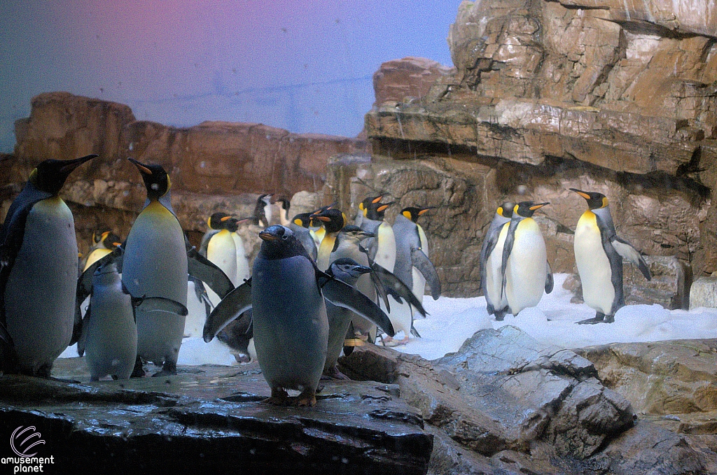 Penguin Encounter