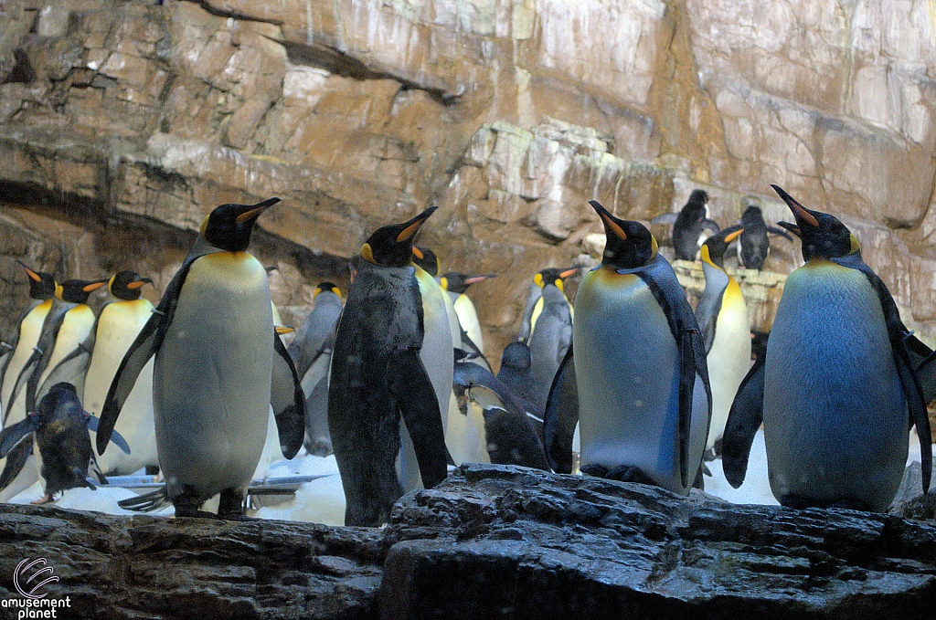 Penguin Encounter