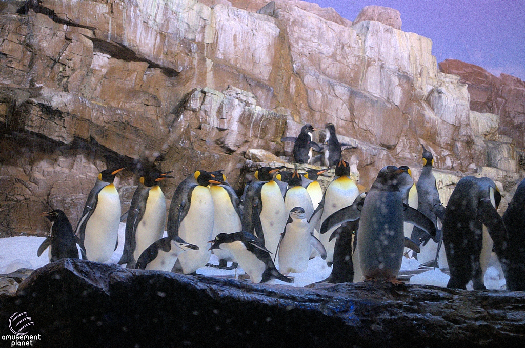 Penguin Encounter