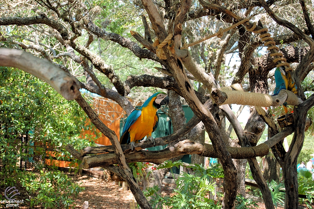 Parrots