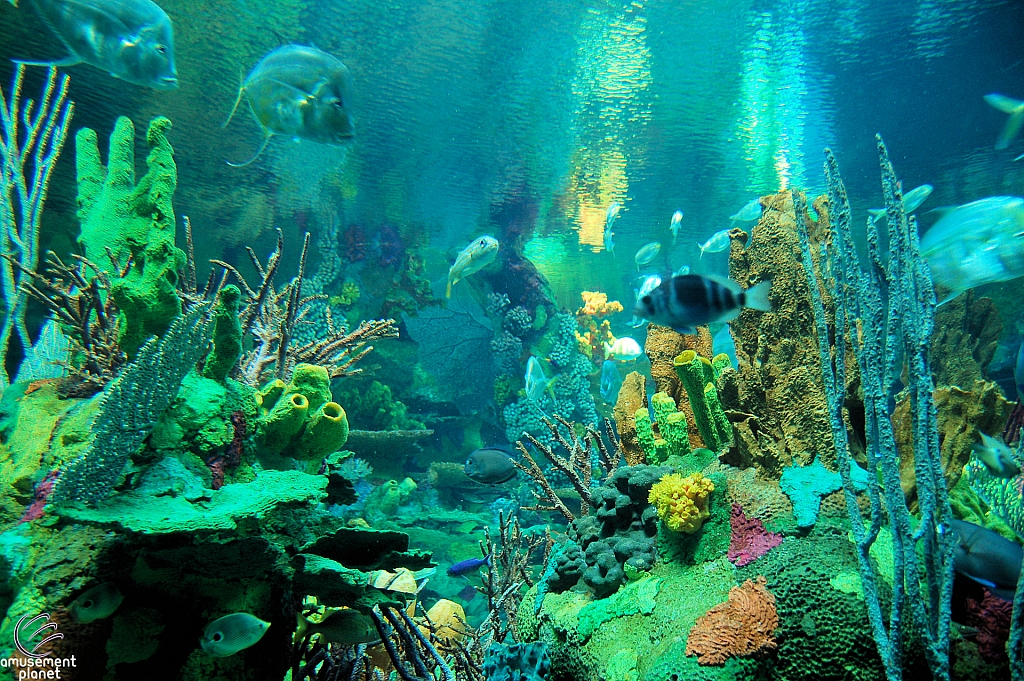 Sharks and the Coral Reef