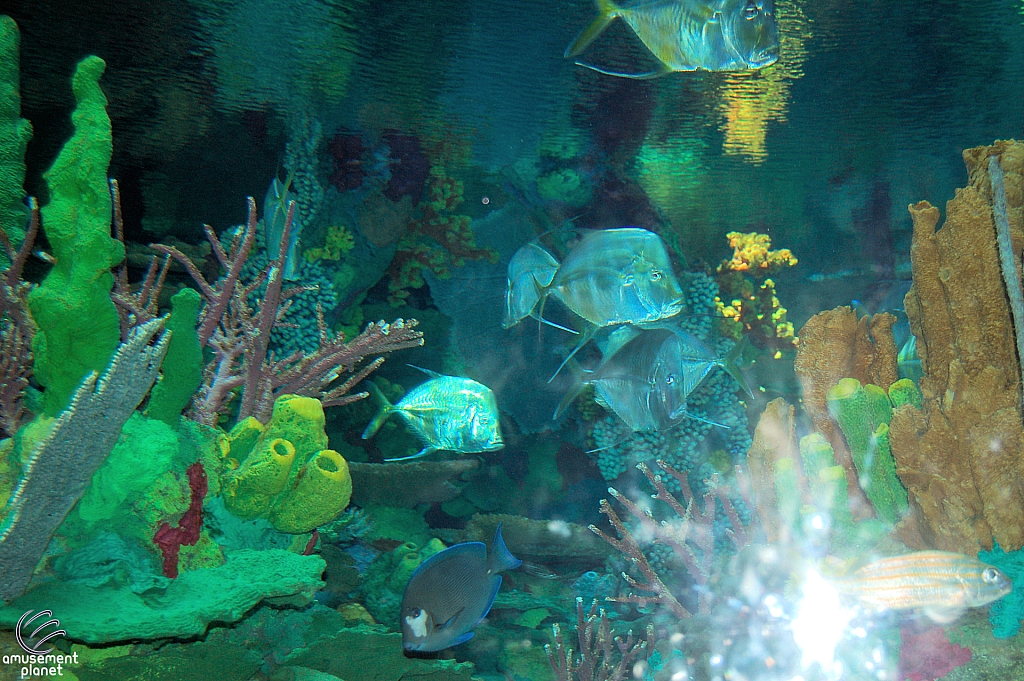 Sharks and the Coral Reef