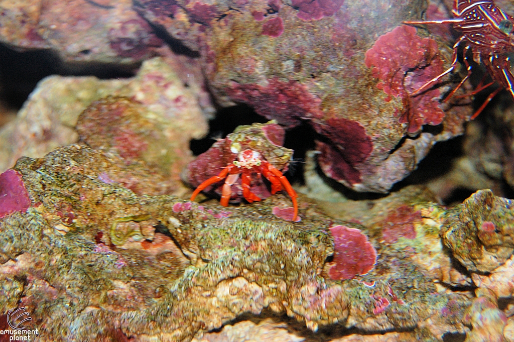 Sharks and the Coral Reef
