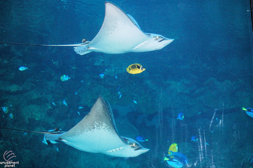 Sharks and the Coral Reef