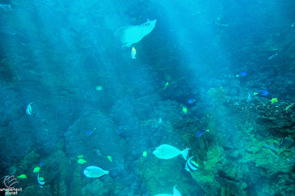 Sharks and the Coral Reef